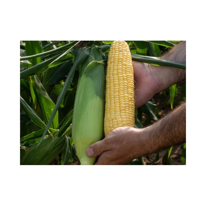 Samanta Porumb zaharat KIARA F1, Clause, 50.000 seminte