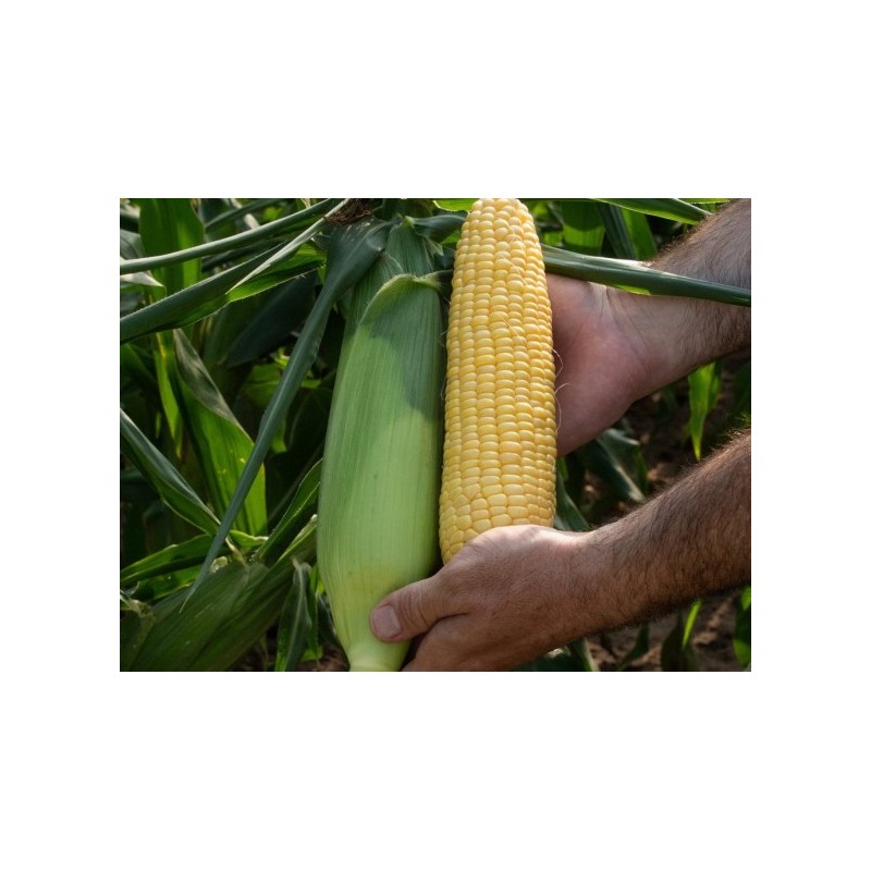 Samanta Porumb zaharat KIARA F1, Clause, 5.000 seminte