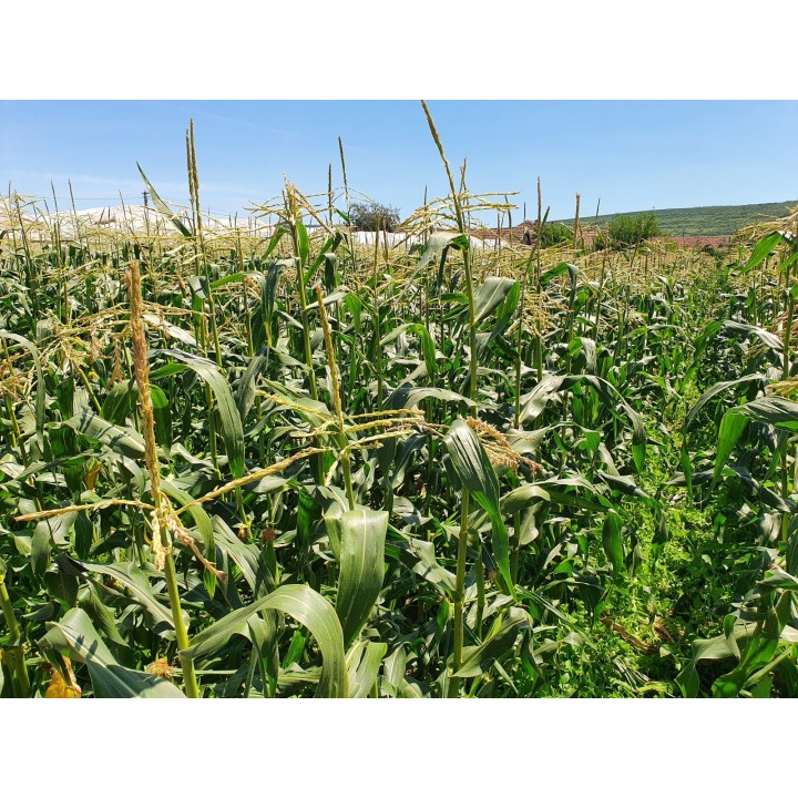 Samanta Porumb zaharat TURBINE F1 Clause - 5.000 seminte