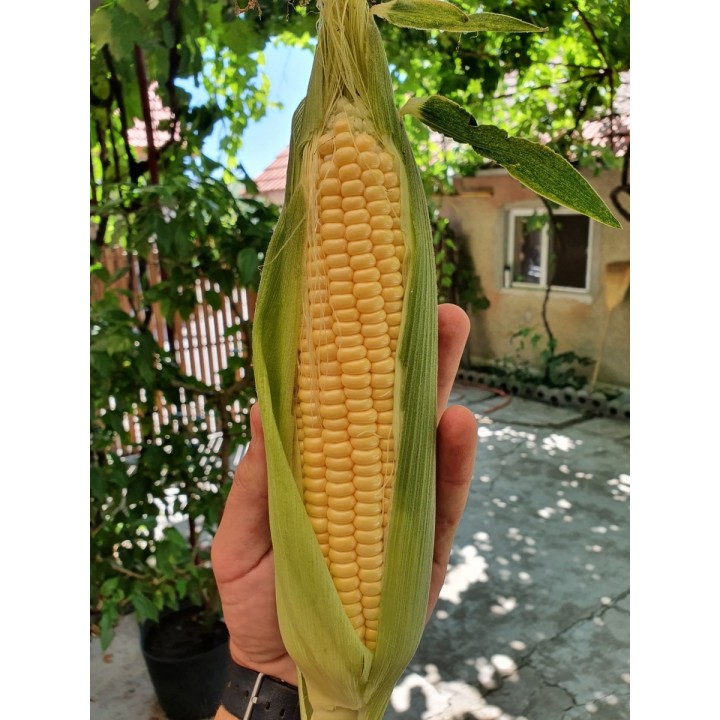 Samanta Porumb zaharat TURBINE F1 Clause - 5.000 seminte