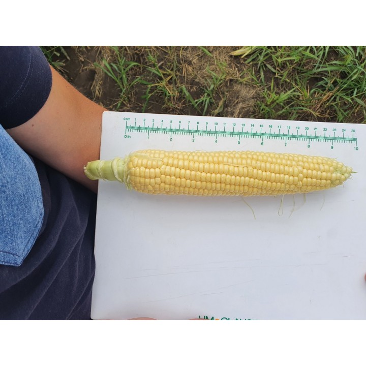 Samanta Porumb zaharat TURBINE F1 Clause - 5.000 seminte