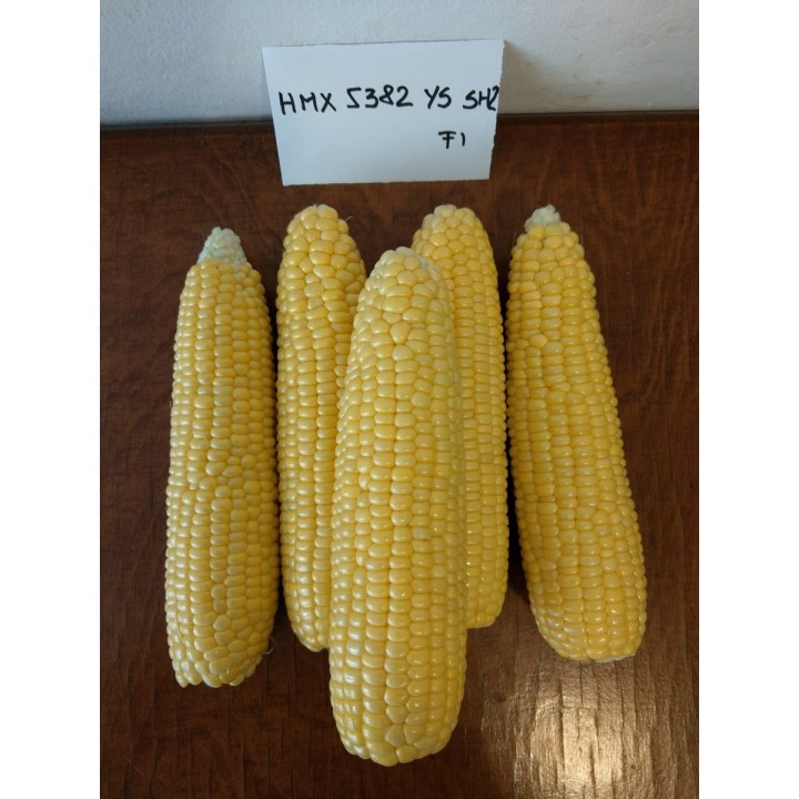 Samanta Porumb zaharat TURBINE F1 Clause - 5.000 seminte