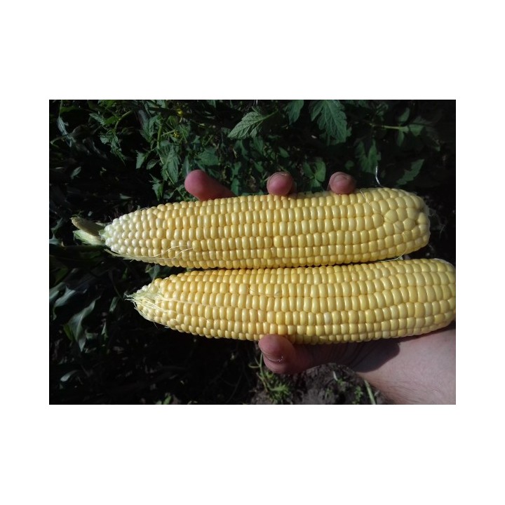 Samanta Porumb zaharat TURBINE F1, 50.000 seminte