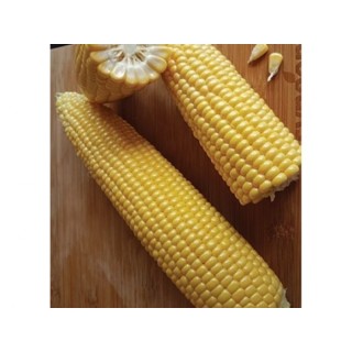 Samanta Porumb zaharat TURBO F1, 5.000 seminte