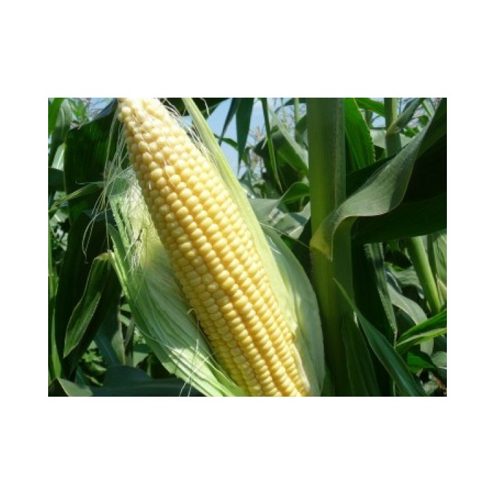 Samanta Porumb zaharat TURBO F1, 5.000 seminte