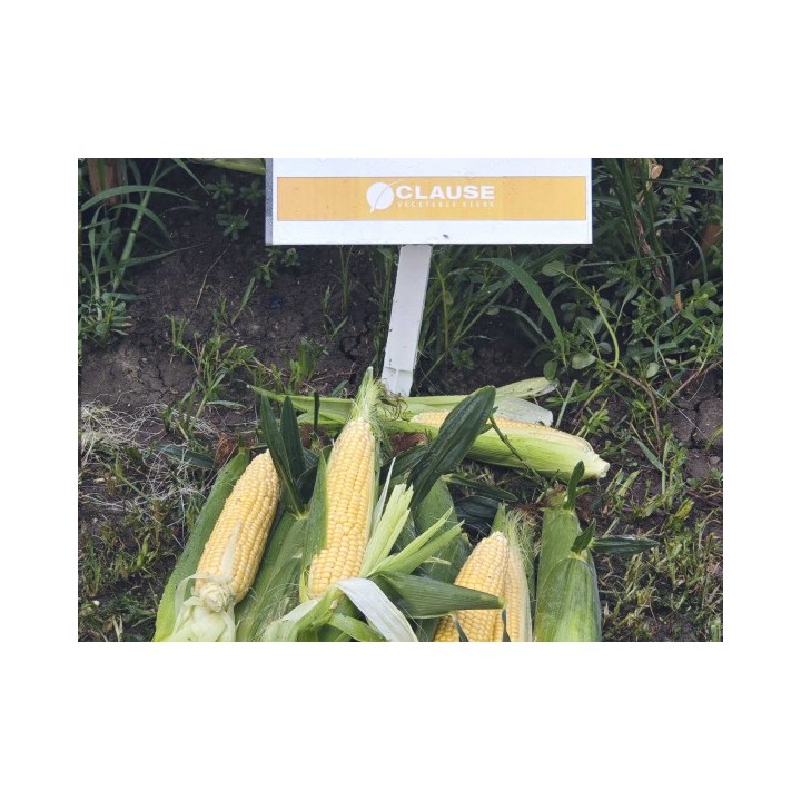 Samanta Porumb zaharat KETAMA F1, 5.000 seminte