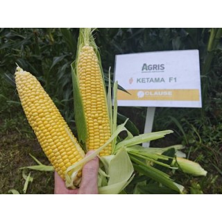 Samanta Porumb zaharat KETAMA F1, 5.000 seminte