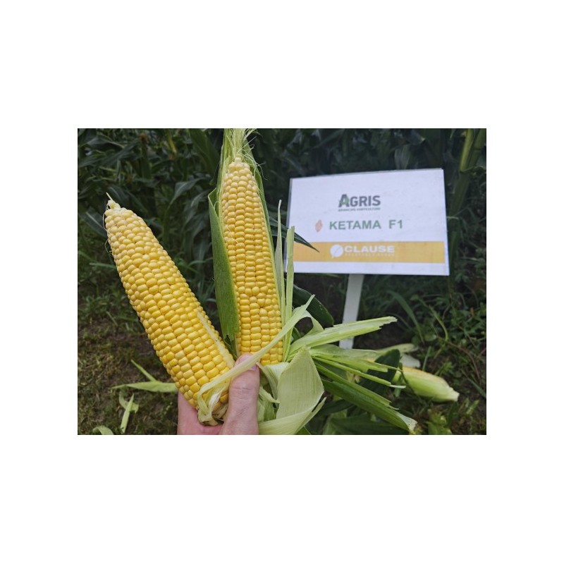 Samanta Porumb zaharat KETAMA F1, 5.000 seminte