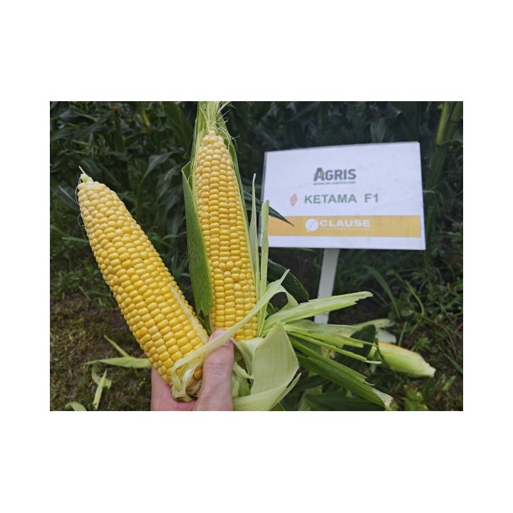 Samanta Porumb zaharat KETAMA F1, 5.000 seminte