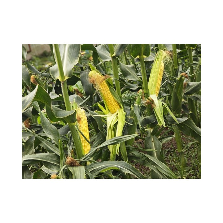 Samanta Porumb zaharat KETAMA F1, 5.000 seminte