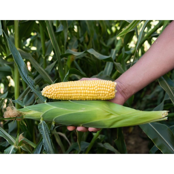 Samanta Porumb zaharat KETAMA F1, 5.000 seminte