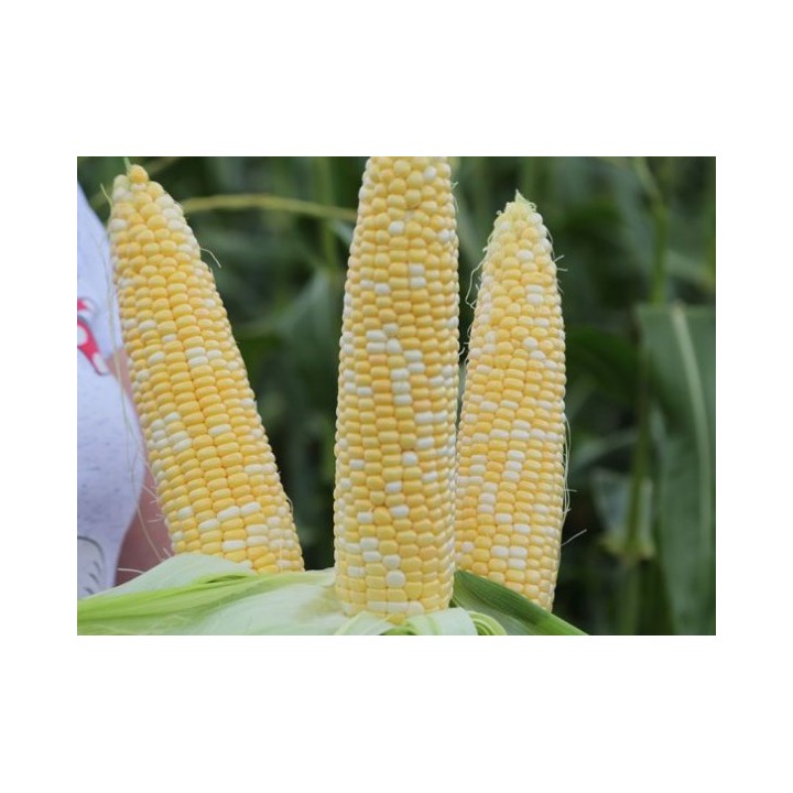 Samanta Porumb zaharat RAQUEL F1, 5.000 seminte