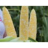 Samanta Porumb zaharat RAQUEL F1, Bicolor, Clause - 5.000 seminte