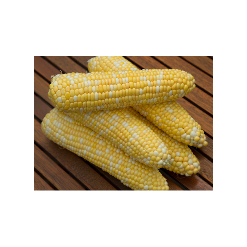 Samanta Porumb zaharat RAQUEL F1, 5.000 seminte