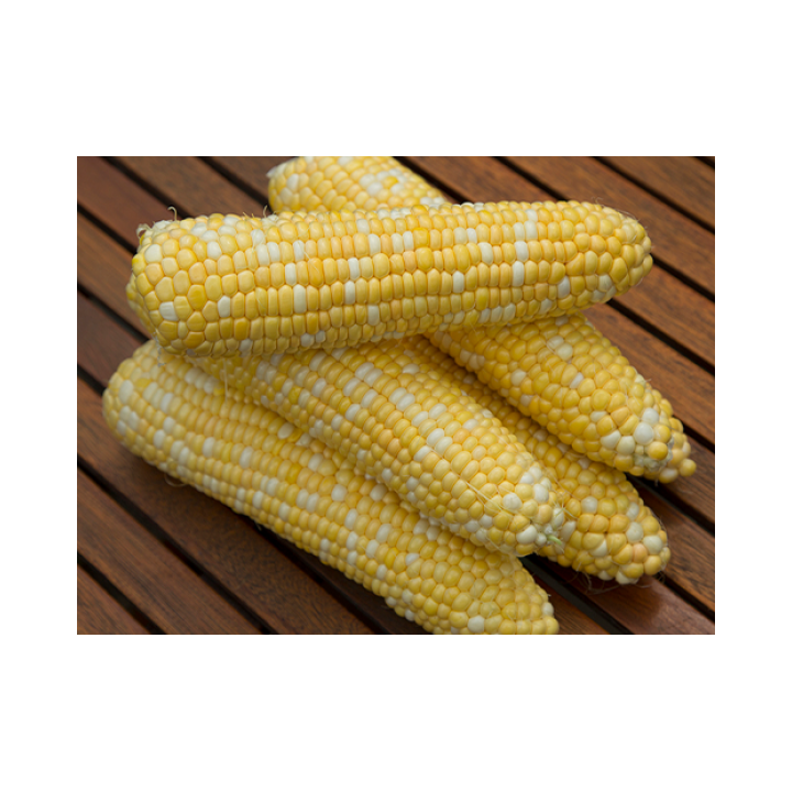 Samanta Porumb zaharat RAQUEL F1, 5.000 seminte