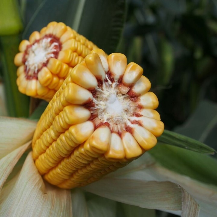 Samanta Porumb KWS KAVALIER, Extra-Timpuriu - Sac 50.000 boabe