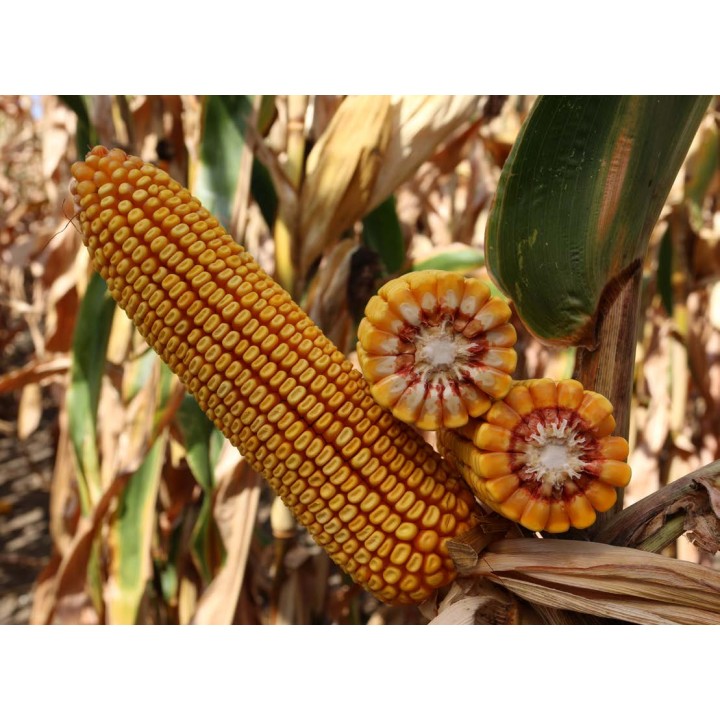 Samanta Porumb KWS ADNANO - Sac 50.000 boabe