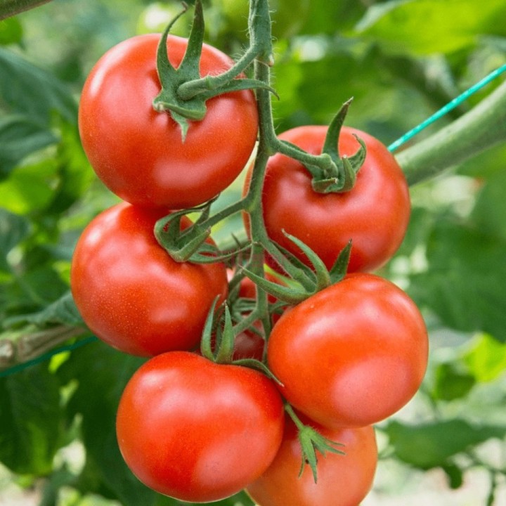 Seminte Tomate TAMARIS F1 Clause, 250 seminte