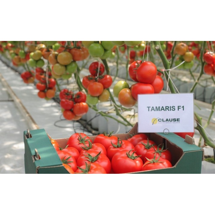 Seminte Tomate TAMARIS F1 Clause - 250 seminte