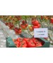 Seminte Tomate TAMARIS F1 Clause - 250 seminte