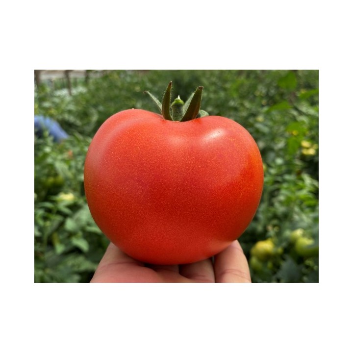 Seminte Tomate CANOVA F1 Clause, 250 seminte