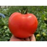 Seminte Tomate CANOVA F1 Clause - 250 seminte