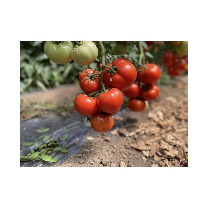 Seminte Tomate CANOVA F1 Clause, 250 seminte