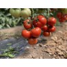 Seminte Tomate CANOVA F1 Clause - 250 seminte