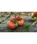 Seminte Tomate APHEN F1 Clause - 1.000 seminte