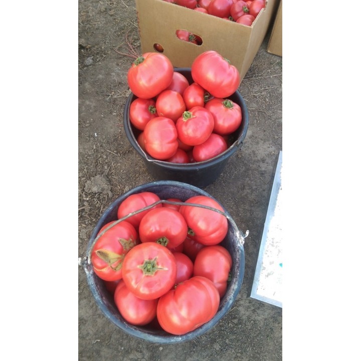Seminte Tomate APHEN F1 Clause - 1.000 seminte