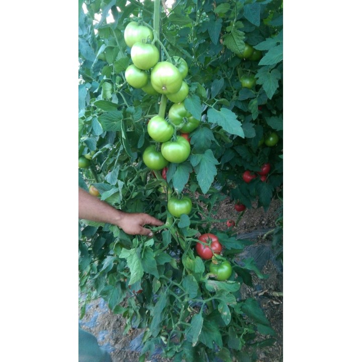 Seminte Tomate APHEN F1 Clause - 250 seminte
