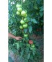 Seminte Tomate APHEN F1 Clause - 250 seminte