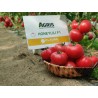 Seminte Tomate HONEY LILI F1 Clause - 250 seminte