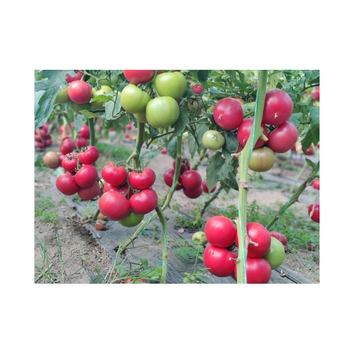 Seminte Tomate HONEY LILI F1 Clause - 250 seminte