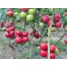 Seminte Tomate HONEY LILI F1 Clause - 250 seminte