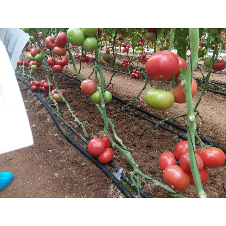 Seminte Tomate Clarosa F1 Clause - 1.000 seminte