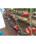 Seminte Tomate Clarosa F1 Clause - 1.000 seminte