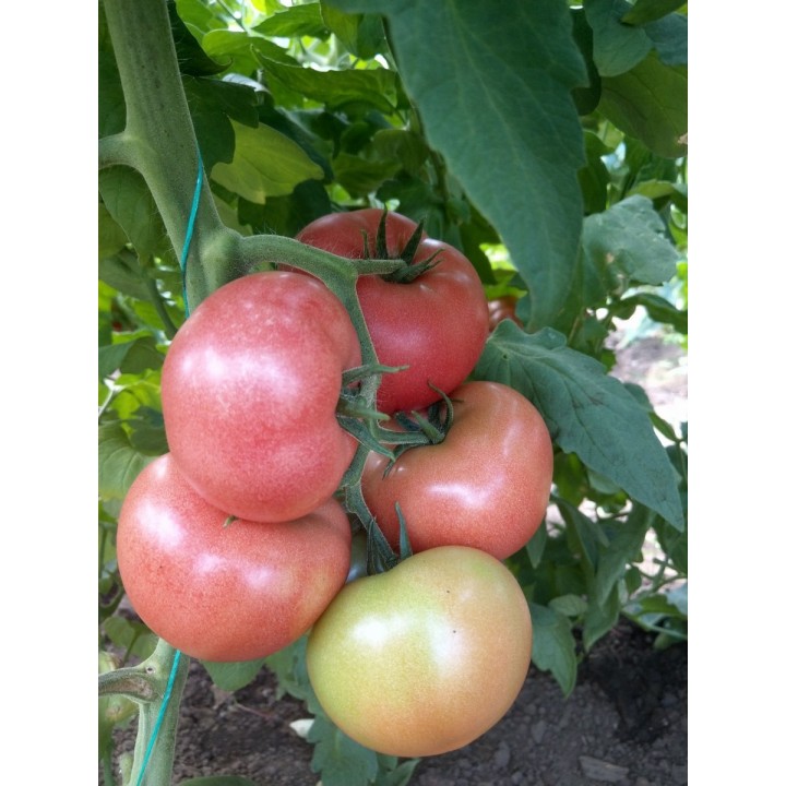Seminte Tomate Clarosa F1 Clause - 1.000 seminte
