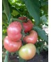 Seminte Tomate Clarosa F1 Clause - 1.000 seminte