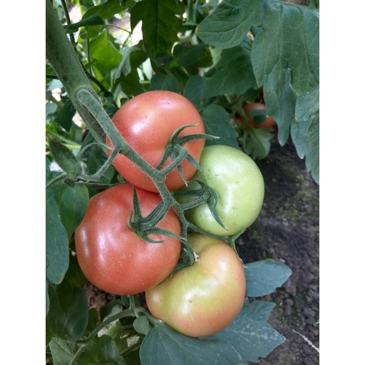 Seminte Tomate Clarosa F1 Clause - 1.000 seminte