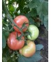 Seminte Tomate Clarosa F1 Clause - 1.000 seminte