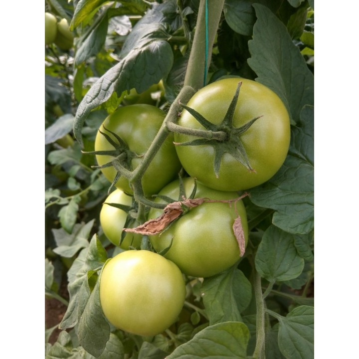 Seminte Tomate Clarosa F1 Clause - 1.000 seminte