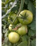 Seminte Tomate Clarosa F1 Clause - 1.000 seminte