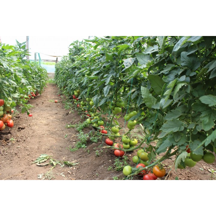 Seminte Tomate Clarosa F1 Clause - 1.000 seminte