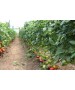 Seminte Tomate Clarosa F1 Clause - 1.000 seminte