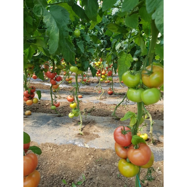 Seminte Tomate Clarosa F1 Clause - 1.000 seminte