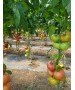 Seminte Tomate Clarosa F1 Clause - 1.000 seminte