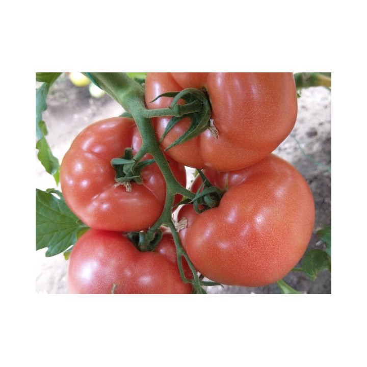 Seminte Tomate LOARA F1 Clause, 1.000 seminte