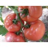 Seminte Tomate LOARA F1 Clause - 1.000 seminte