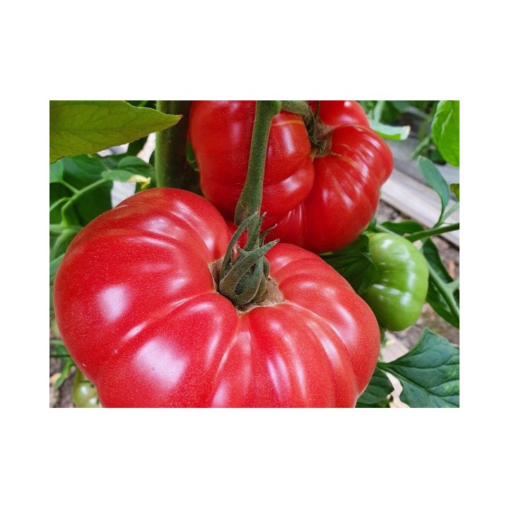 Seminte Tomate BUFFALOPINK F1 Clause, 250 seminte